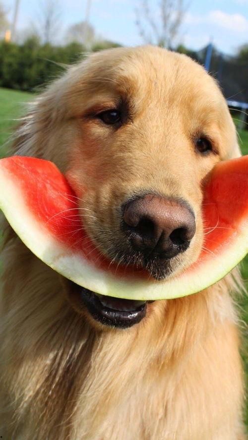 娱乐吃瓜酱小黄狗,揭秘娱乐圈那些不为人知的幕后故事  第3张